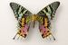 Collection entomologique de papillons 'Caron'