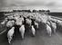Orgosolo (rebaño de ovejas en el camino)