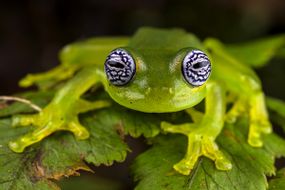 Amphibiens