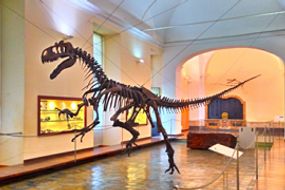 Paläontologisches Museum von Neapel